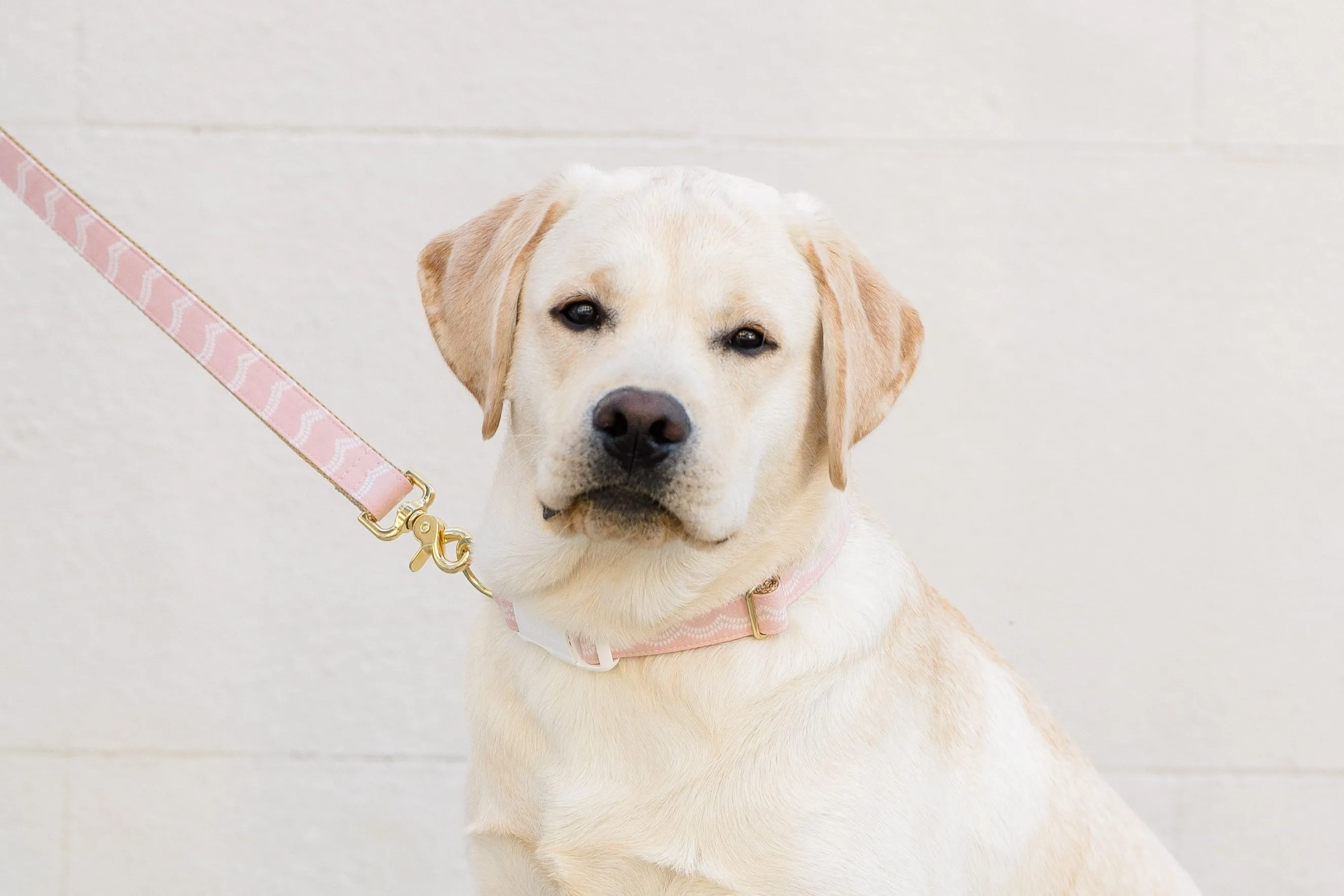 Blush Waves Dog Collar