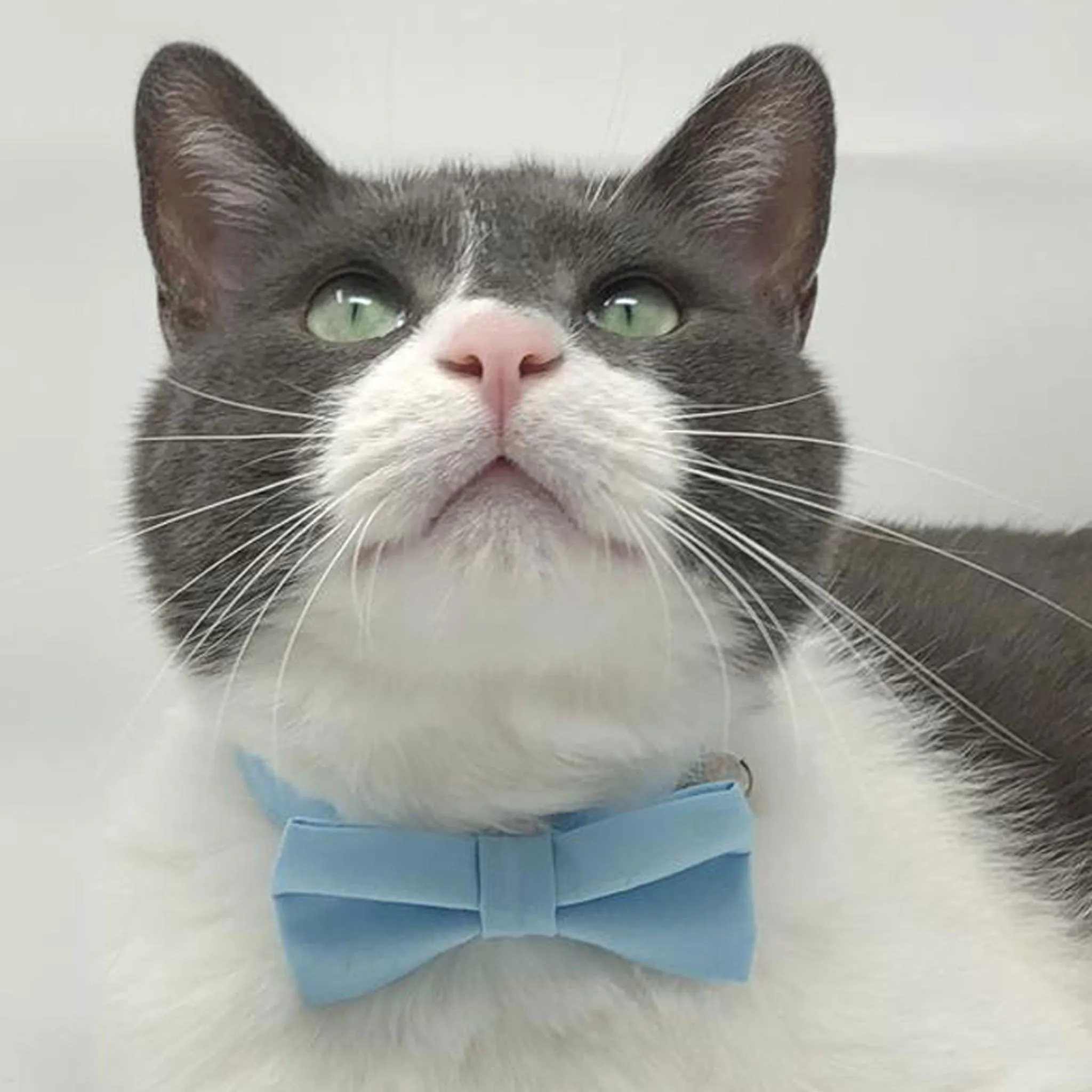 Pet Collar -  Baby Blue